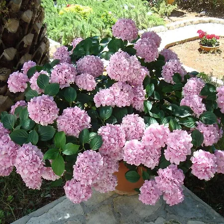 アパート Diva Punta Skala *