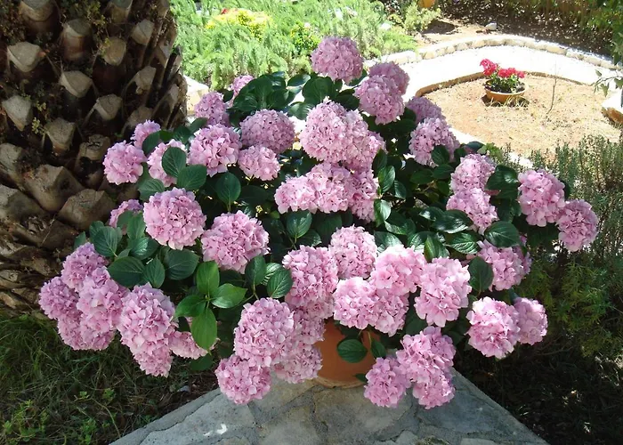 Apartmán Diva Punta Skala *